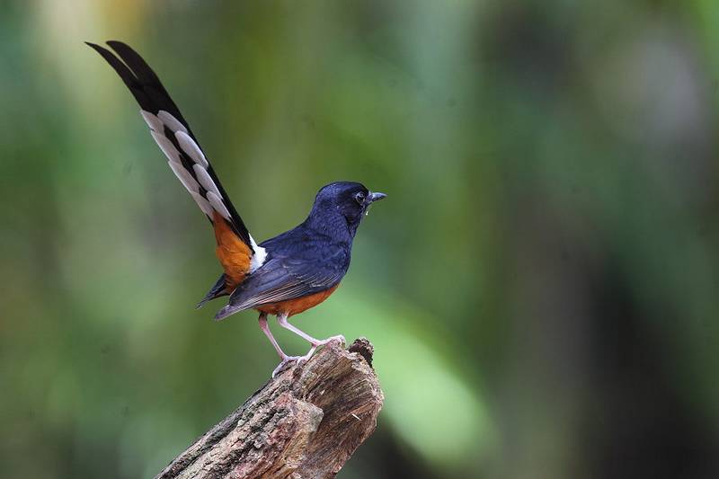 Detail Gambar Burung Termahal Di Dunia Nomer 25