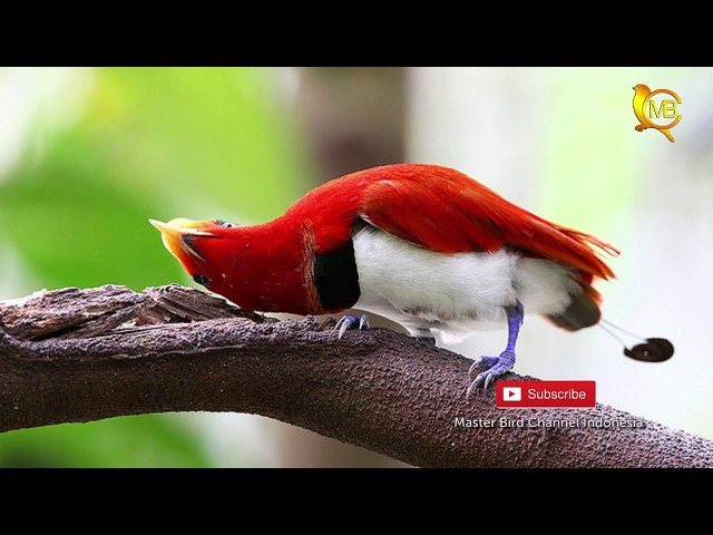 Detail Gambar Burung Termahal Di Dunia Nomer 31