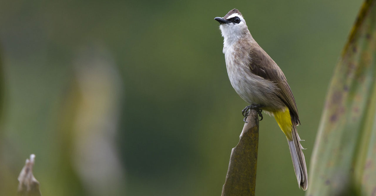 Gambar Burung Trucukan - KibrisPDR