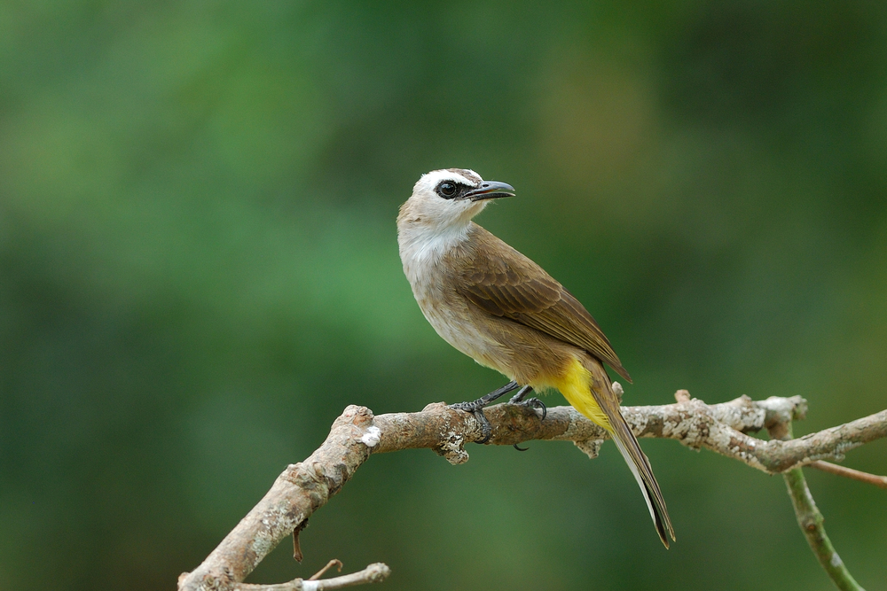 Detail Gambar Burung Trucukan Nomer 35