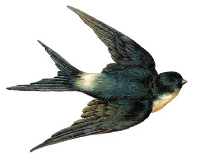 Detail Gambar Burung Walet Nomer 21