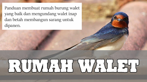 Detail Gambar Burung Walet Nomer 50