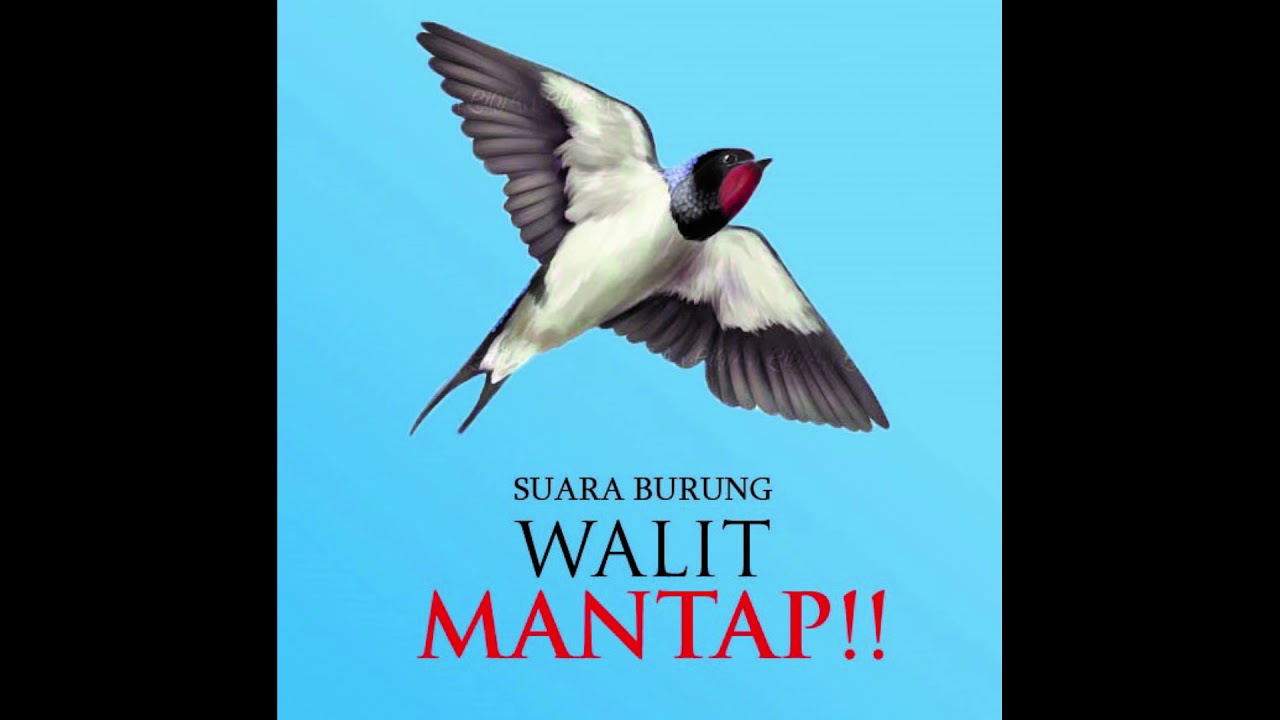 Detail Gambar Burung Walet Asli Nomer 19