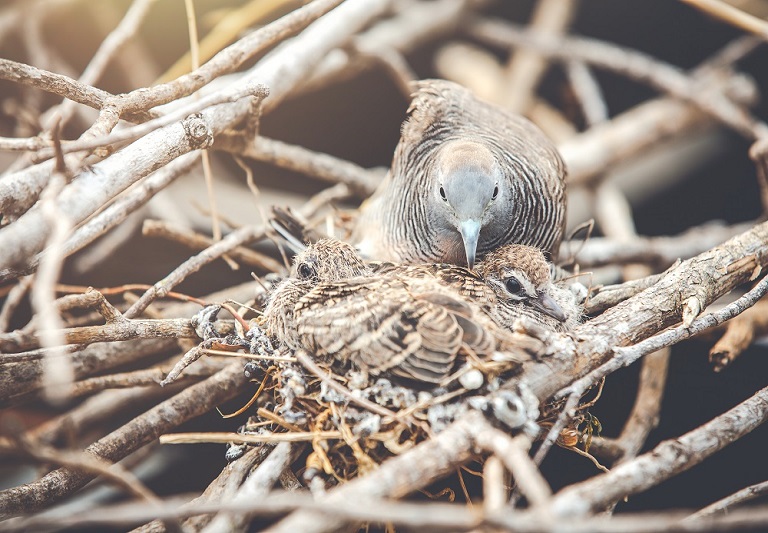 Detail Gambar Burung Walet Sapi Nomer 28