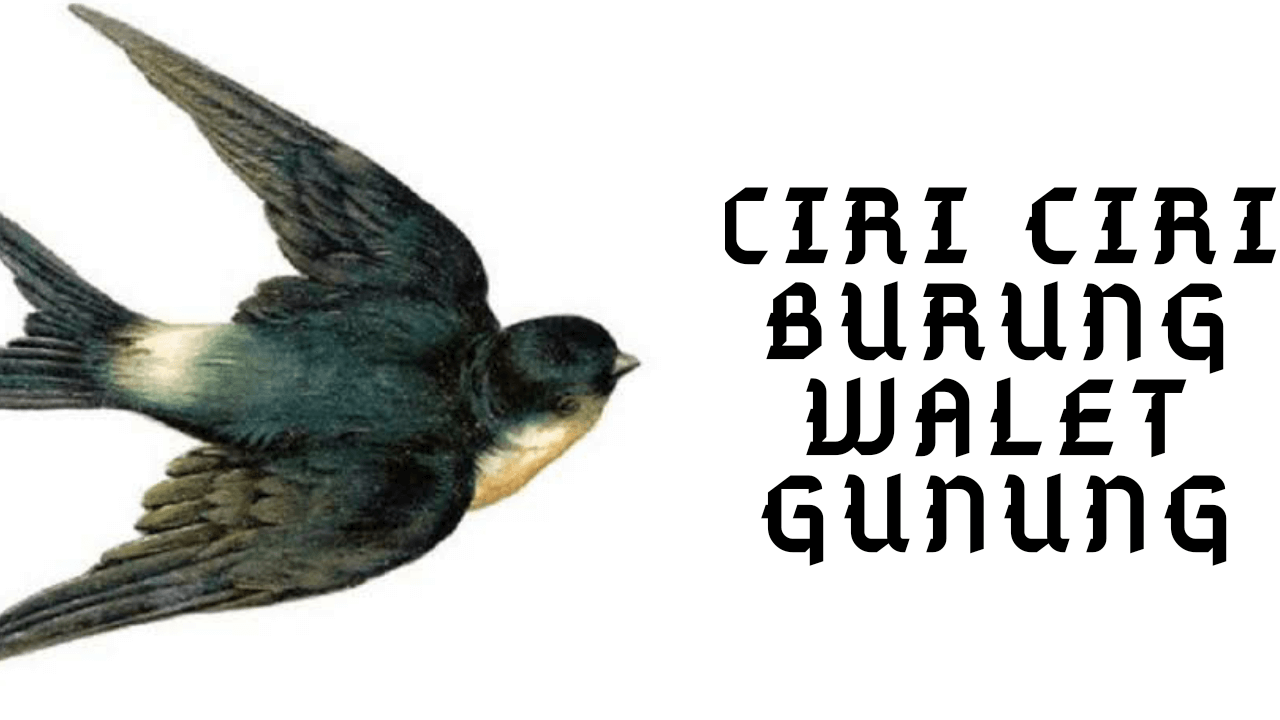 Detail Gambar Burung Walet Sapi Nomer 34