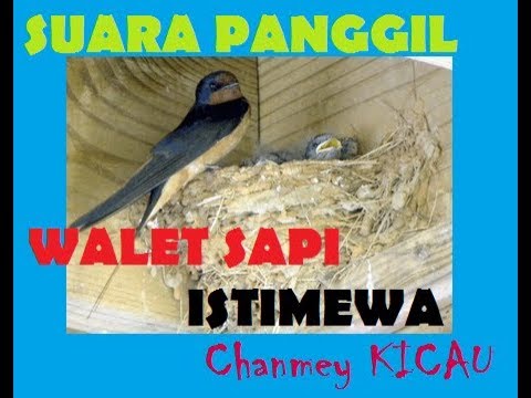 Detail Gambar Burung Walet Sapi Nomer 35