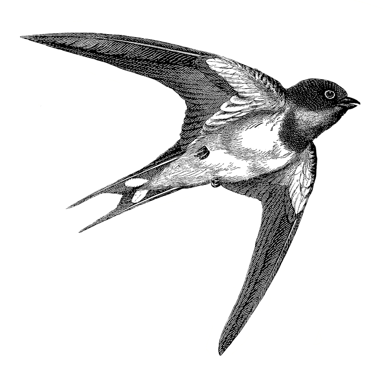 Detail Gambar Burung Walet Terbang Nomer 3