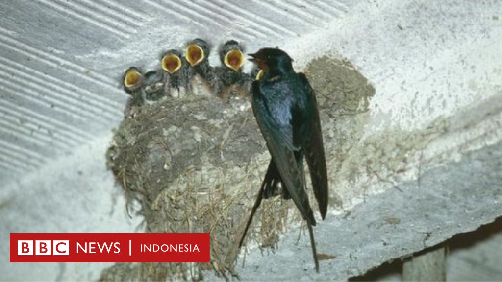 Detail Gambar Burung Walet Terbang Nomer 32