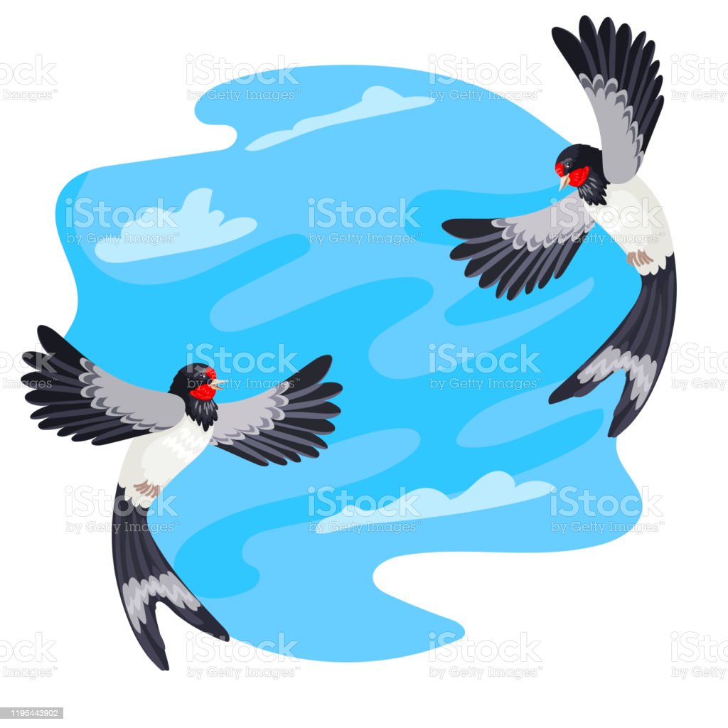 Detail Gambar Burung Walet Terbang Nomer 8