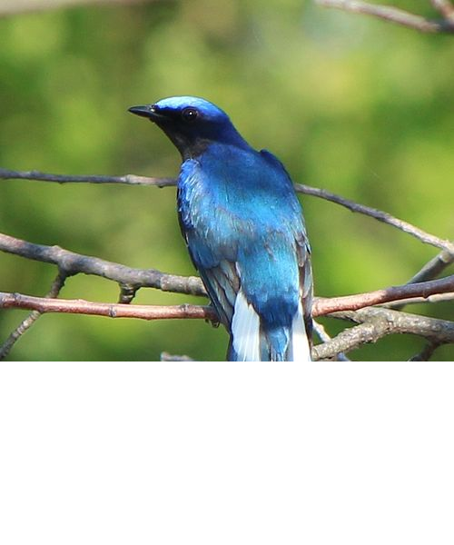 Detail Gambar Burung Warna Biru Nomer 18