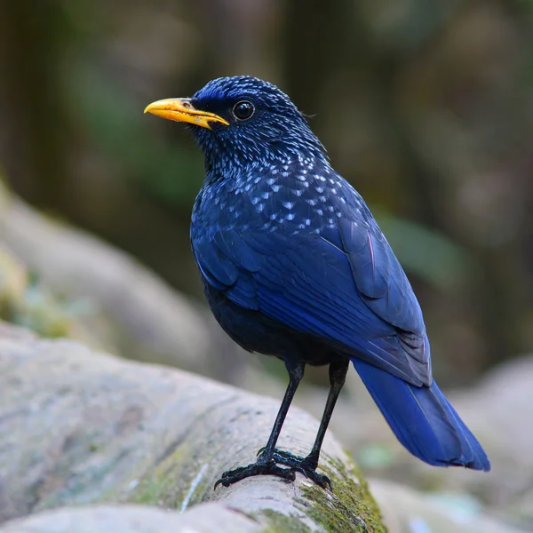 Detail Gambar Burung Warna Biru Nomer 32