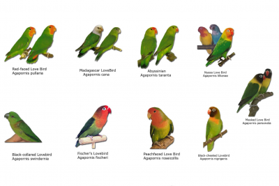 Detail Gambar Burung Warna Warni Nomer 3