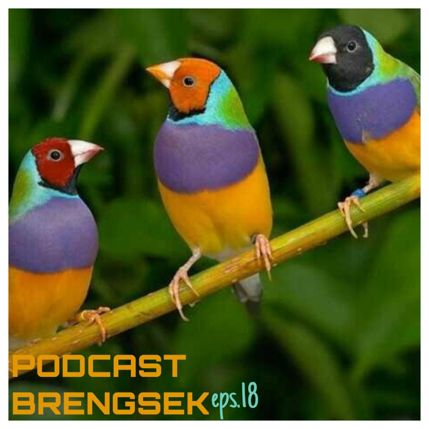 Detail Gambar Burung Warna Warni Nomer 30