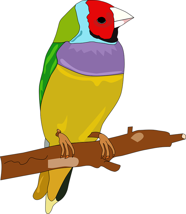 Detail Gambar Burung Warna Warni Nomer 6