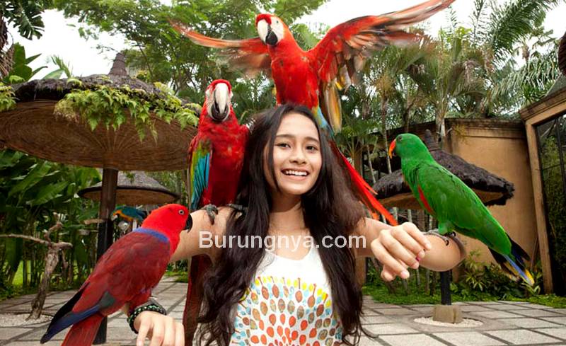 Detail Gambar Burung Yang Berparuh Bengkok Nomer 30