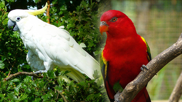 Detail Gambar Burung Yang Berparuh Bengkok Nomer 9