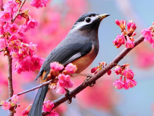 Detail Gambar Burung Yang Cantik Nomer 20