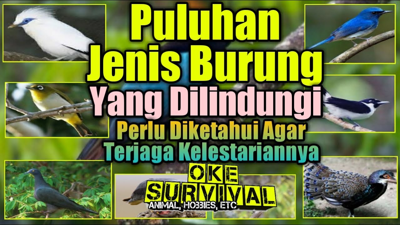 Detail Gambar Burung Yang Dilindungi Nomer 12