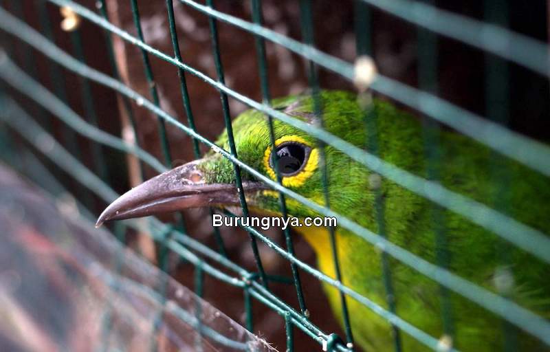 Detail Gambar Burung Yang Dilindungi Nomer 18