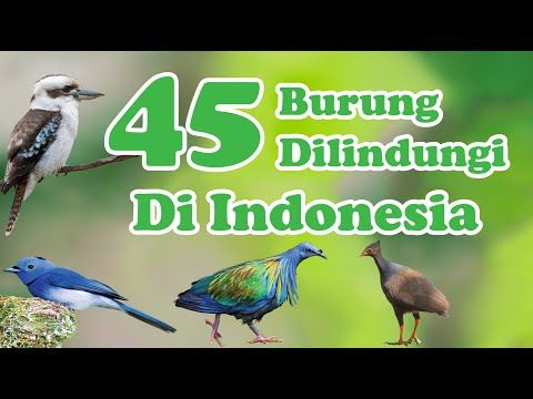 Detail Gambar Burung Yang Dilindungi Nomer 24