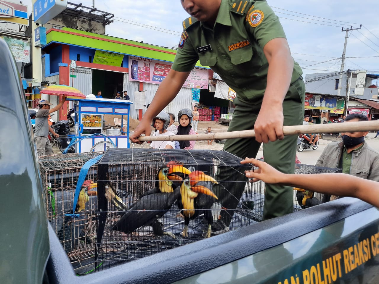 Detail Gambar Burung Yang Dilindungi Nomer 25