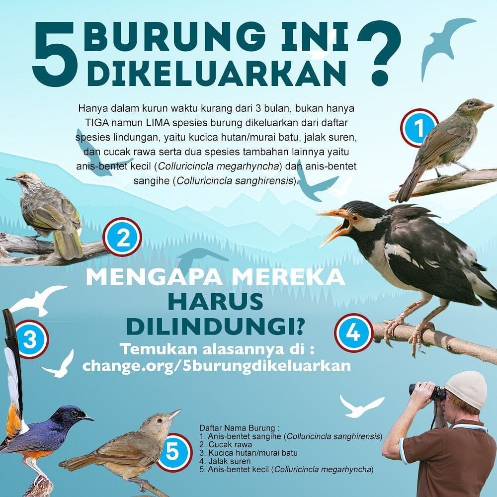 Detail Gambar Burung Yang Dilindungi Nomer 8