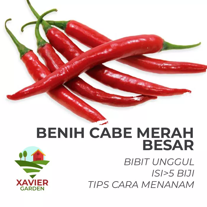 Detail Gambar Cabai Merah Besar 2 Nomer 50