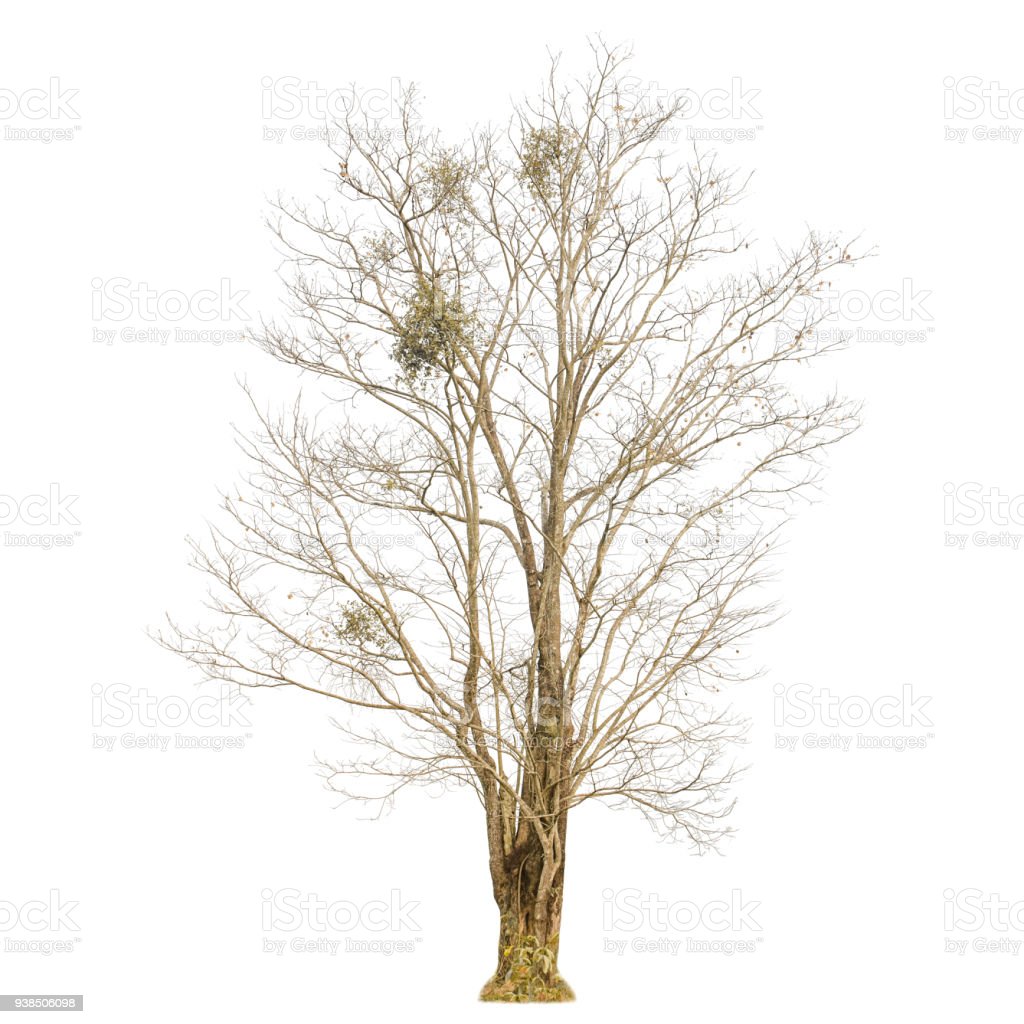 Detail Gambar Cabang Pohon Nomer 41