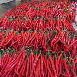 Detail Gambar Cabe Keriting Nomer 26