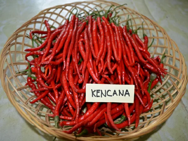 Detail Gambar Cabe Keriting Nomer 50