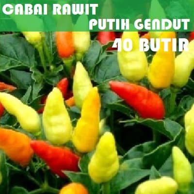 Detail Gambar Cabe Rawit Putih Nomer 19