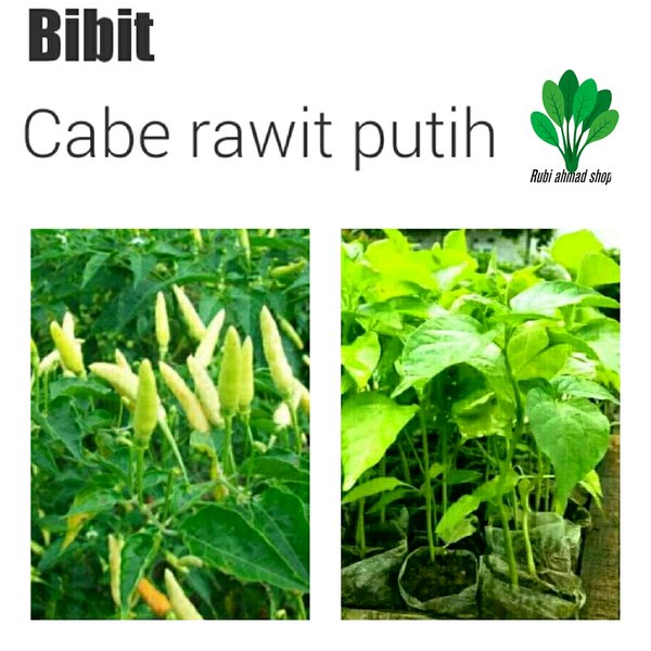 Detail Gambar Cabe Rawit Putih Nomer 38