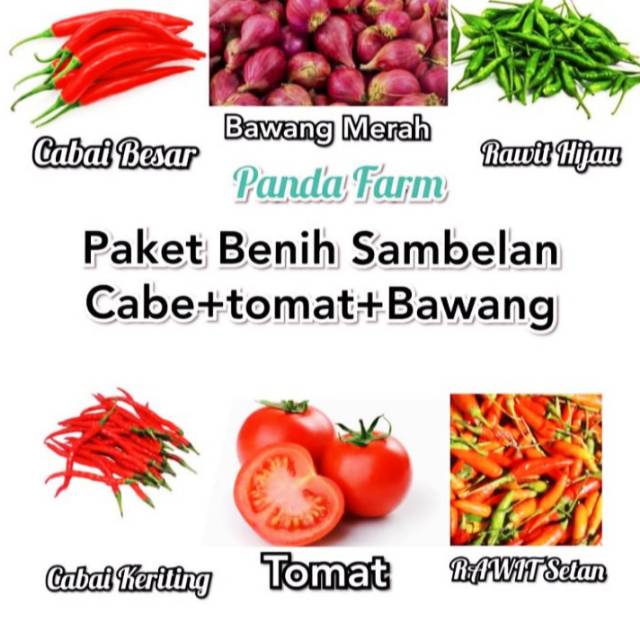 Detail Gambar Cabe Tomat Nomer 22