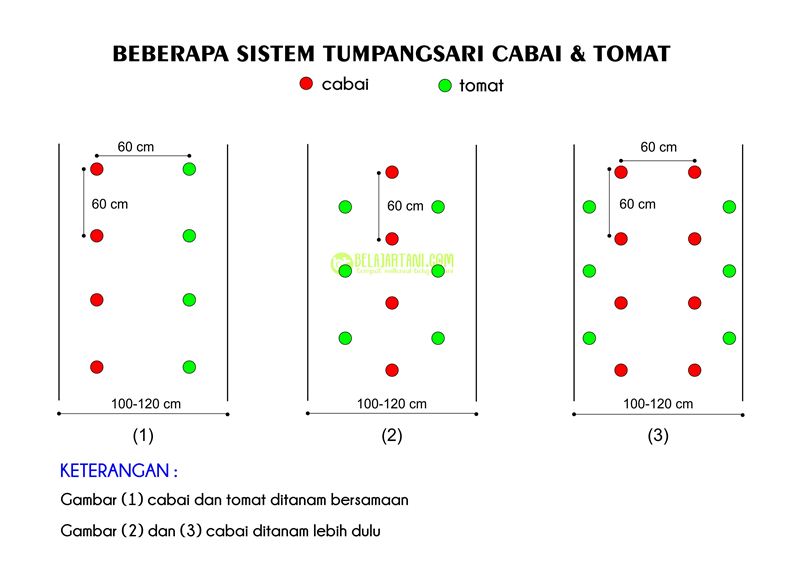 Detail Gambar Cabe Tomat Nomer 43