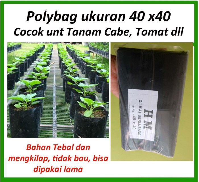 Detail Gambar Cabe Tomat Nomer 51