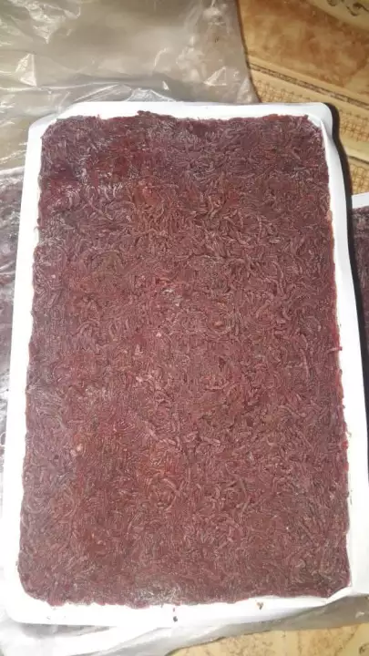 Detail Gambar Cacing Darah Nomer 44