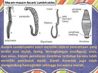 Detail Gambar Cacing Gelang Nomer 20