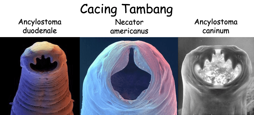 Detail Gambar Cacing Larva Tambang Nomer 2