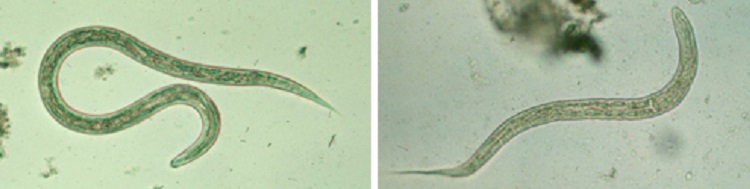 Detail Gambar Cacing Larva Tambang Nomer 16
