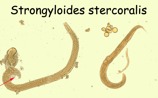 Detail Gambar Cacing Larva Tambang Nomer 23