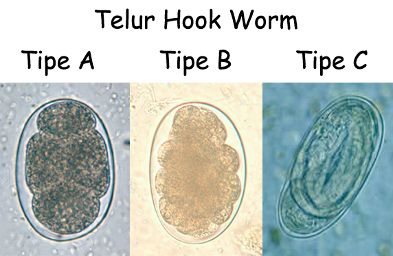 Detail Gambar Cacing Larva Tambang Nomer 4