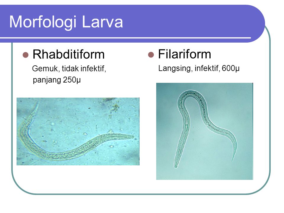 Detail Gambar Cacing Larva Tambang Nomer 34