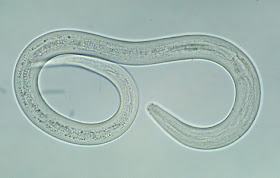 Detail Gambar Cacing Larva Tambang Nomer 36