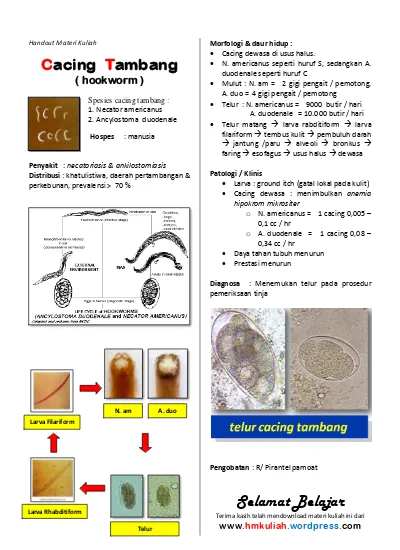 Detail Gambar Cacing Larva Tambang Nomer 38