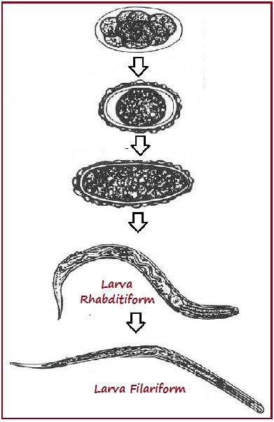 Detail Gambar Cacing Larva Tambang Nomer 6