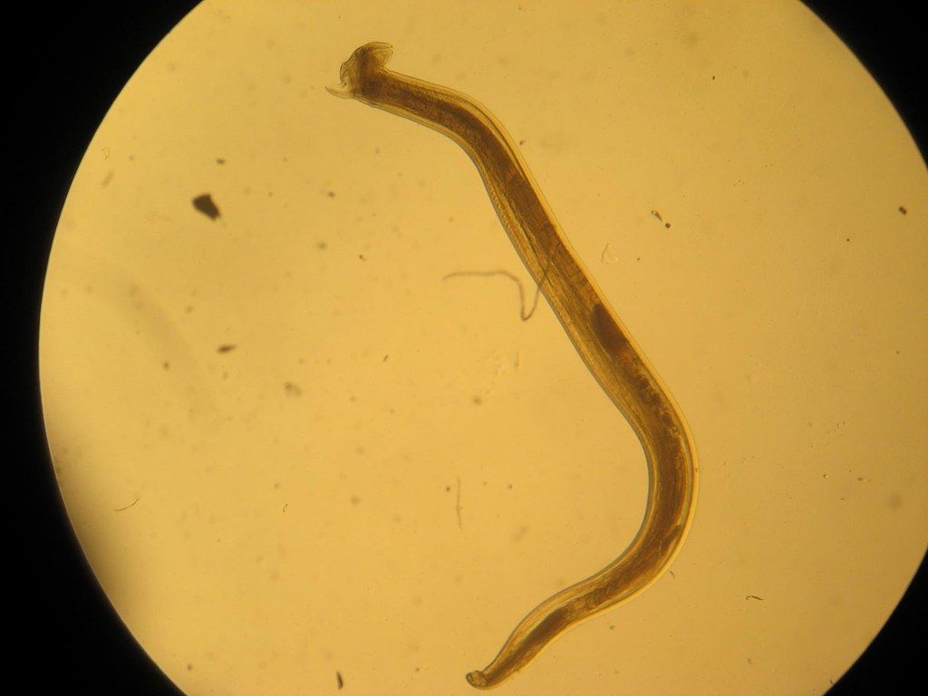 Detail Gambar Cacing Larva Tambang Nomer 50