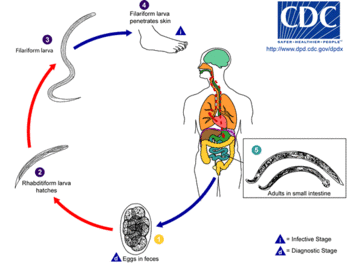 Detail Gambar Cacing Larva Tambang Nomer 9