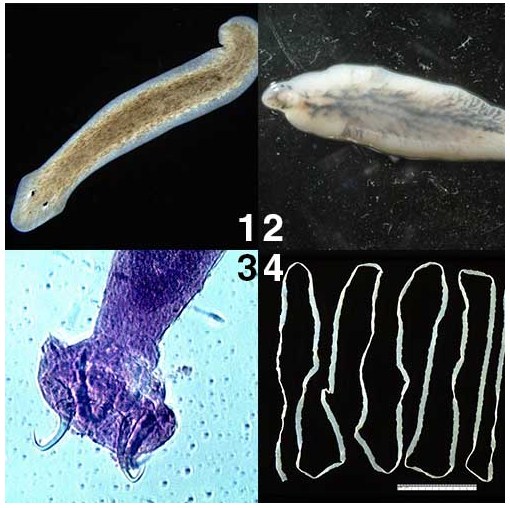 Detail Gambar Cacing Platyhelminthes Nomer 11