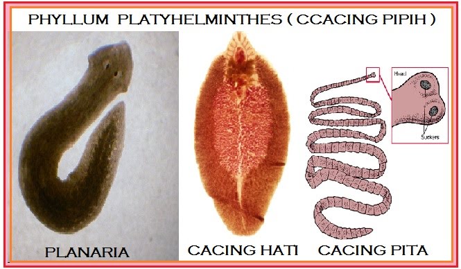 Detail Gambar Cacing Platyhelminthes Nomer 14