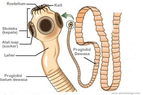 Detail Gambar Cacing Platyhelminthes Nomer 15